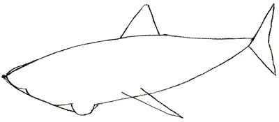 Cum de a desena un rechin în etape, lecții bune
