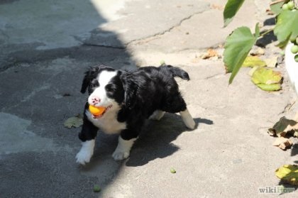 Cum să înveți un câine să nu fugă de acasă