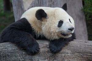 Cum de a găsi o panda - rusia geografică națională