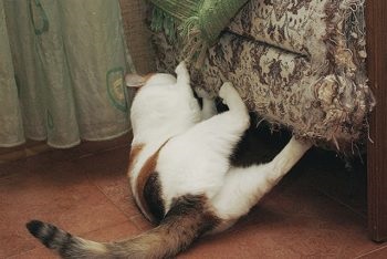 Cum să înțepați o pisică să rupă un covor