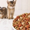 Ce fel de hrană terapeutică pentru pisici este mai bună, îngrijirea pisicilor și îngrijirea câinilor