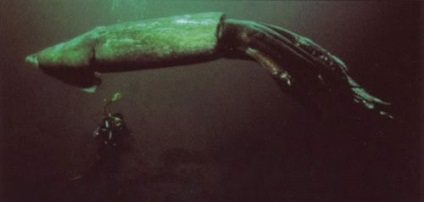 Care este cea mai mare squid din lume, povestiri și legende despre asta