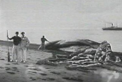 Care este cea mai mare squid din lume, povestiri și legende despre asta