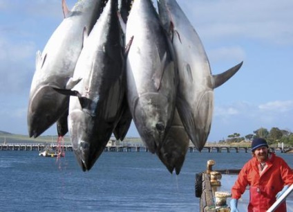 Cum să falsificați carnea de ton, cum să distingeți tonul natural