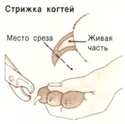 Как да отрежете ноктите информация на котка - британска котка - детска златна избор!