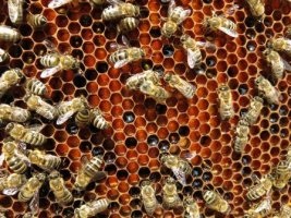 Cum obții polen, pe bloguri