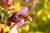 Cum se face polenul - sănătatea apiarară