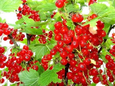 Cum să obțineți fructe mari și fructe de pădure - grădini din Siberia