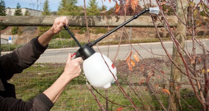 Cum să obțineți o recoltă bună de prune 1