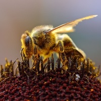 Cum de a prinde un roi de albine de alegere a timpului, a locului și a mijloacelor, un agent de acasă