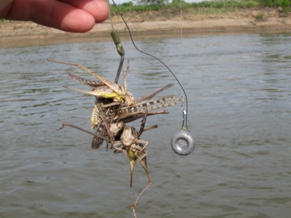 Cum să prindeți un somn pe un măgar de la țărm până la oceanele Oximei și afluenții săi