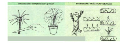 Cum se multiplică Dracena