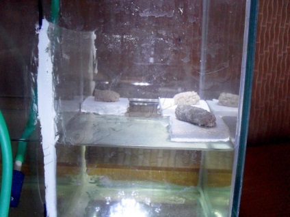 Как да се размножават аквариум охлюви ampulyarii - жени свят
