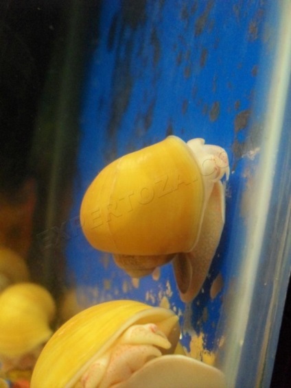 Как да се размножават аквариум охлюви ampulyarii - жени свят