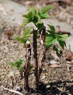 Cum să plantați sfaturi de creștere de zmeură