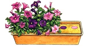 Cum să planteze flori în grădini de flori de balcon