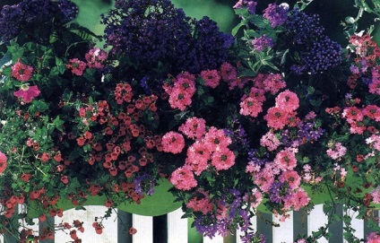 Cum să planteze flori în grădini de flori de balcon