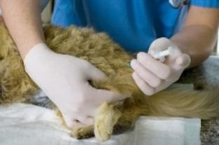 Cum să puneți corect o injecție de animale