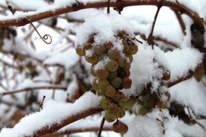 Hogyan lehet elrejteni a szőlőt a téli a külvárosban