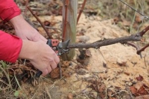 Hogyan lehet elrejteni a szőlőt a téli a külvárosban