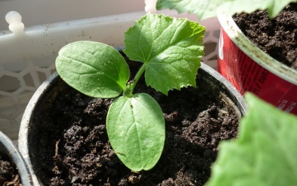 Cum să crească un squash de la semințe de plantare semințe și de recoltare