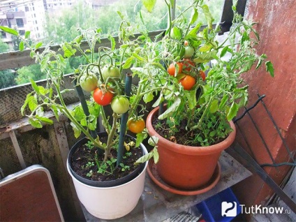 Hogyan növekszik paradicsom otthon erkély vagy ablakpárkányon