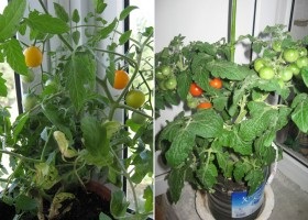 Hogyan növekszik paradicsom otthon erkély vagy ablakpárkányon