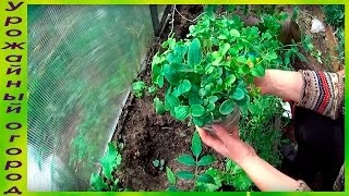 Cum să crească răsadurile de varză într-o seră