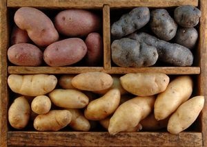 Cum de a stoca cartofii pe balcon în cutii de iarnă pentru depozitarea legumelor, cum se face, video