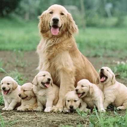 Cum să vă protejați câinele de căpușe - retrivers labrador