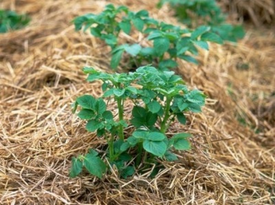 Caracterizarea cartofului - coroana a varietatii, descrierea, fotografiile si secretele cultivarii