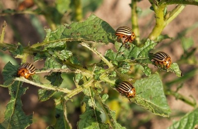 Caracterizarea cartofului - coroana a varietatii, descrierea, fotografiile si secretele cultivarii