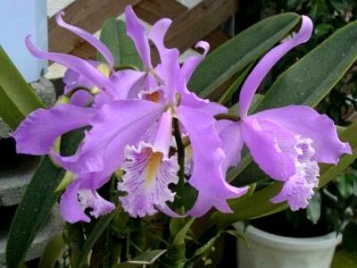 Cattleya îngrijire la domiciliu de reproducere transplant de udare