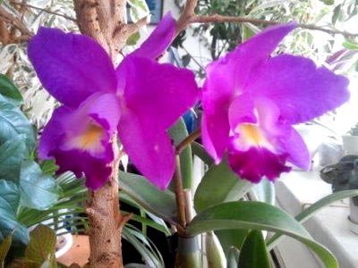 Cattleya îngrijire la domiciliu de reproducere transplant de udare