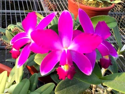 Cattleya îngrijire la domiciliu de reproducere transplant de udare