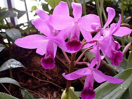 Cattleya acasă