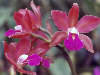 Cattleya otthon