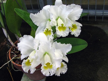 Cattleya otthon