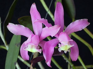 Cattleya otthon