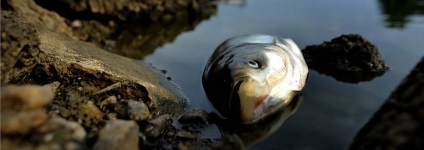 De ce un vis de pește mort, un pește mort într-un vis