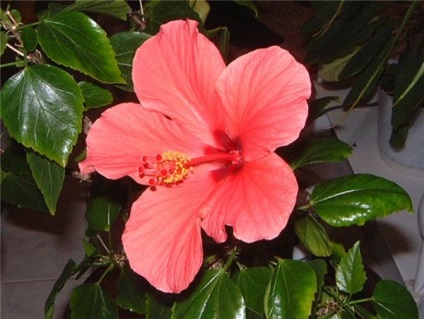 Chineză trandafir - vampir hibiscus