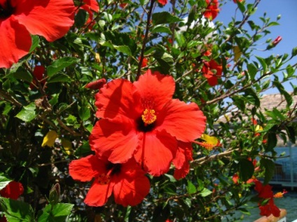 Chineză trandafir - vampir hibiscus