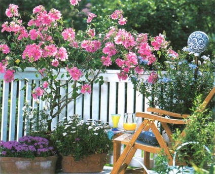 Chineză trandafir - vampir hibiscus