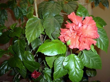 Chineză trandafir - vampir hibiscus