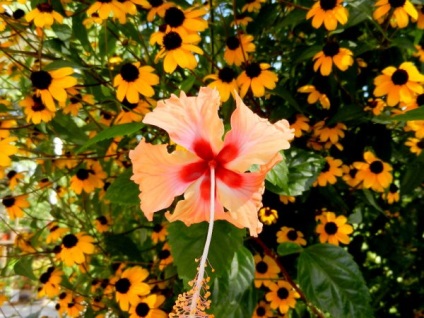 Chineză trandafir - vampir hibiscus