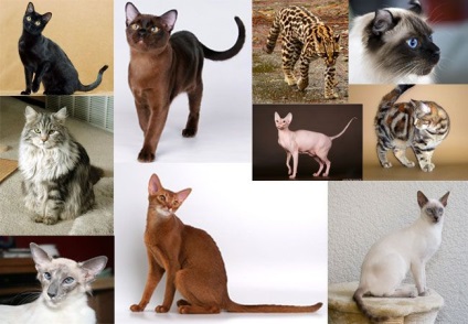 Clasificarea raselor de pisici