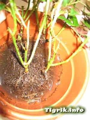 Szoba emelkedett, I. rész - növekvő növények hidroponikus