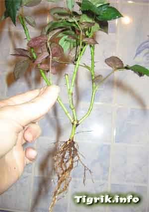 Camera a crescut, parte i - plante de creștere pe hidroponie