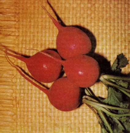 Root 1989 - Encyclopedia kertész