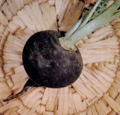 Root 1989 - Encyclopedia kertész